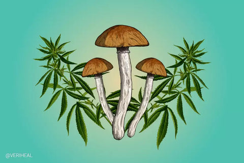 Cannabis + Mushrooms