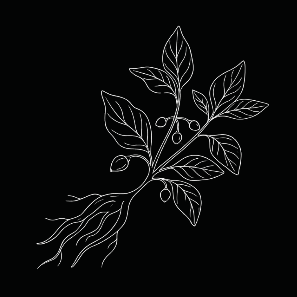 Ashwagandha