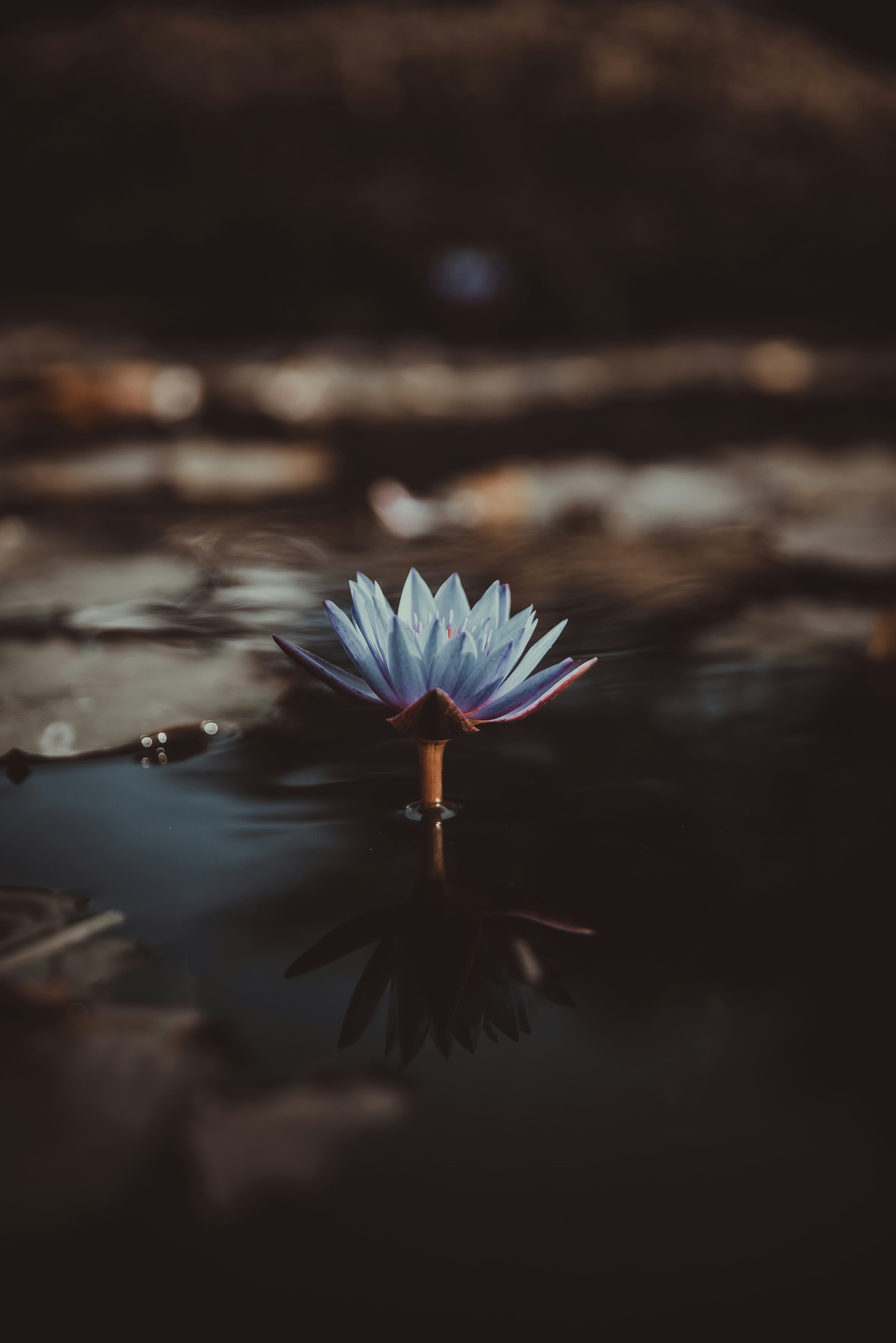 Blue Lotus