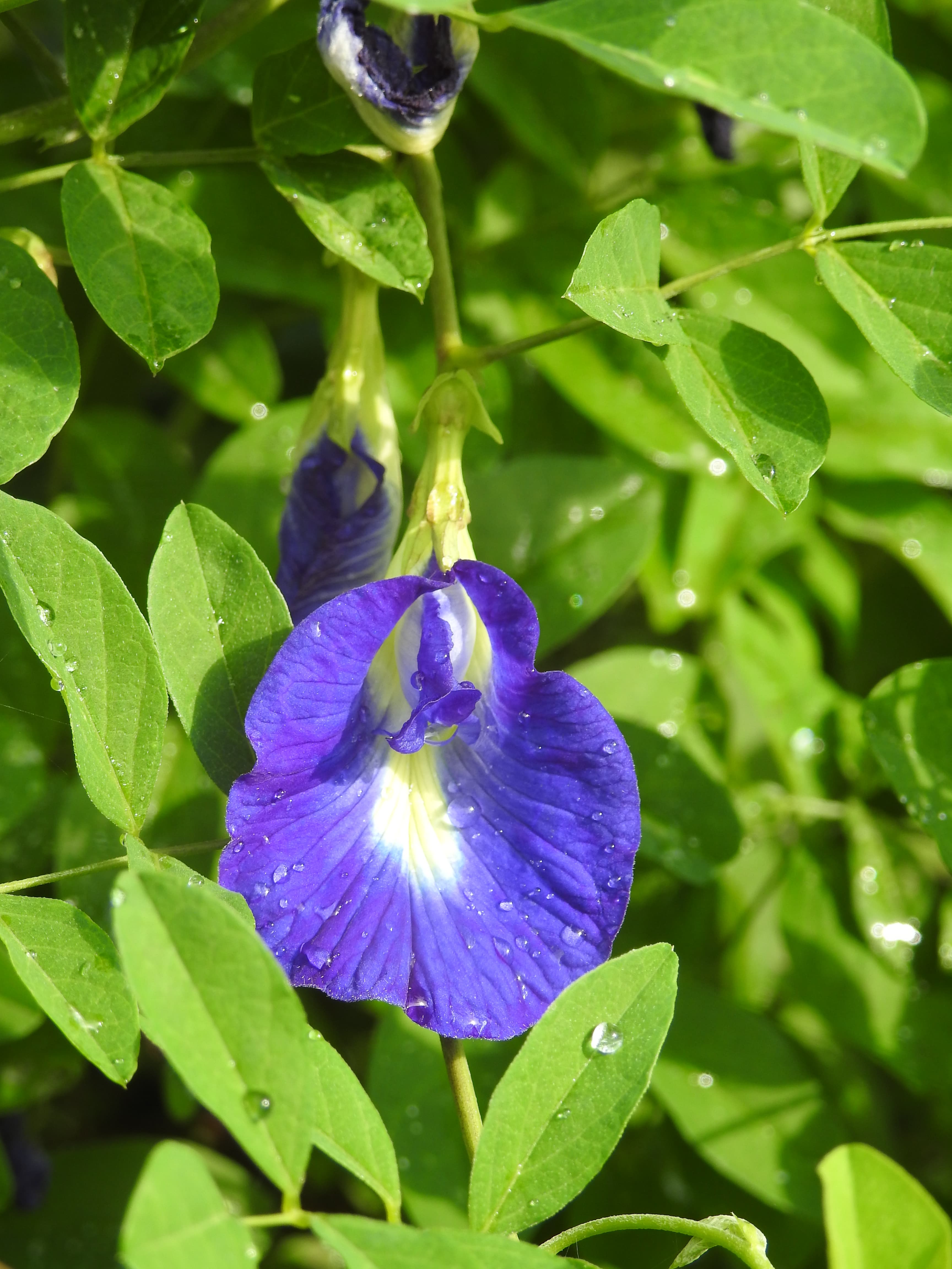 Butterfly Pea