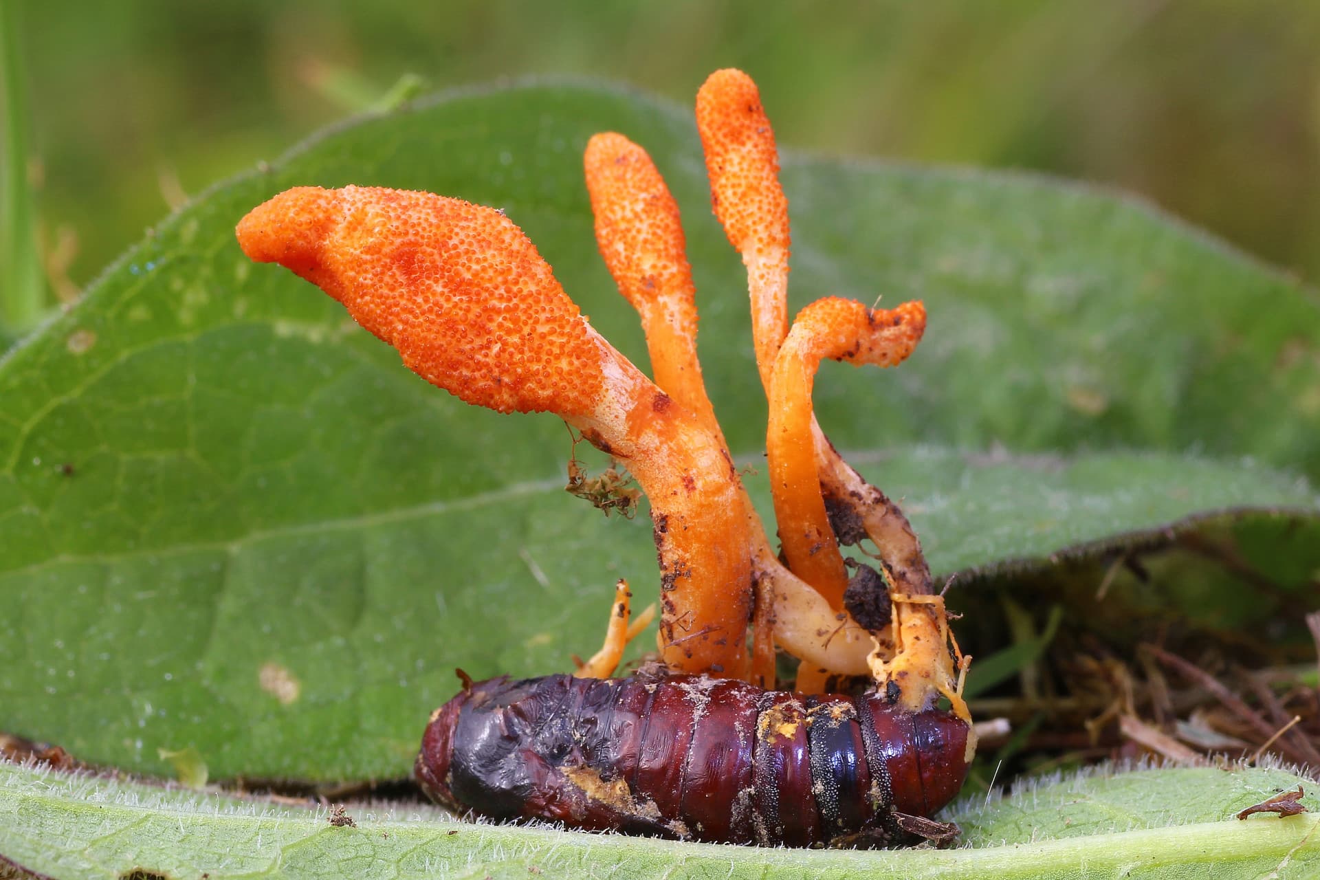 Cordyceps
