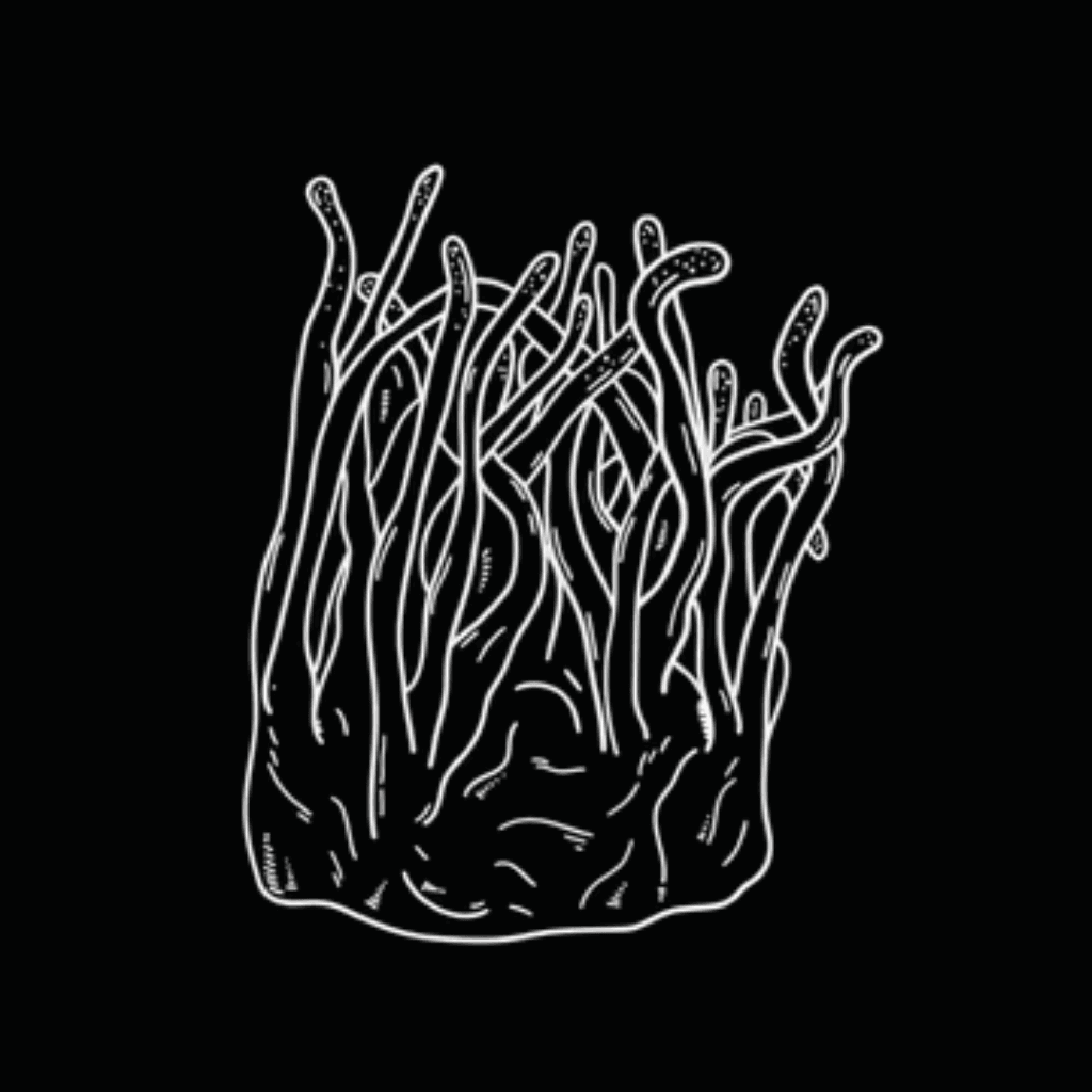 Cordyceps