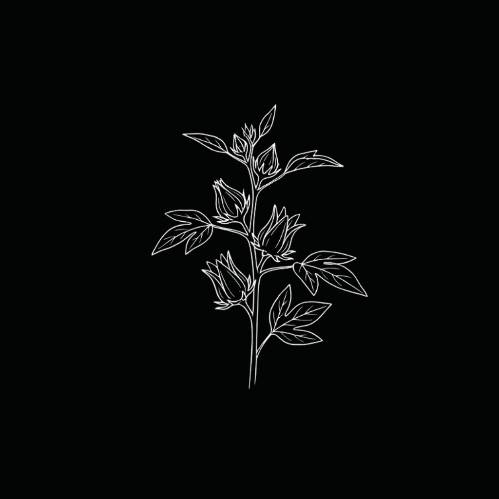 Hibiscus
