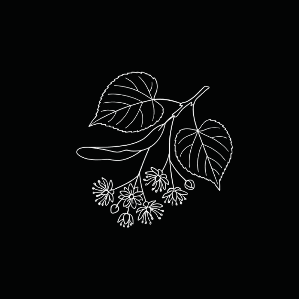 Lime Blossom