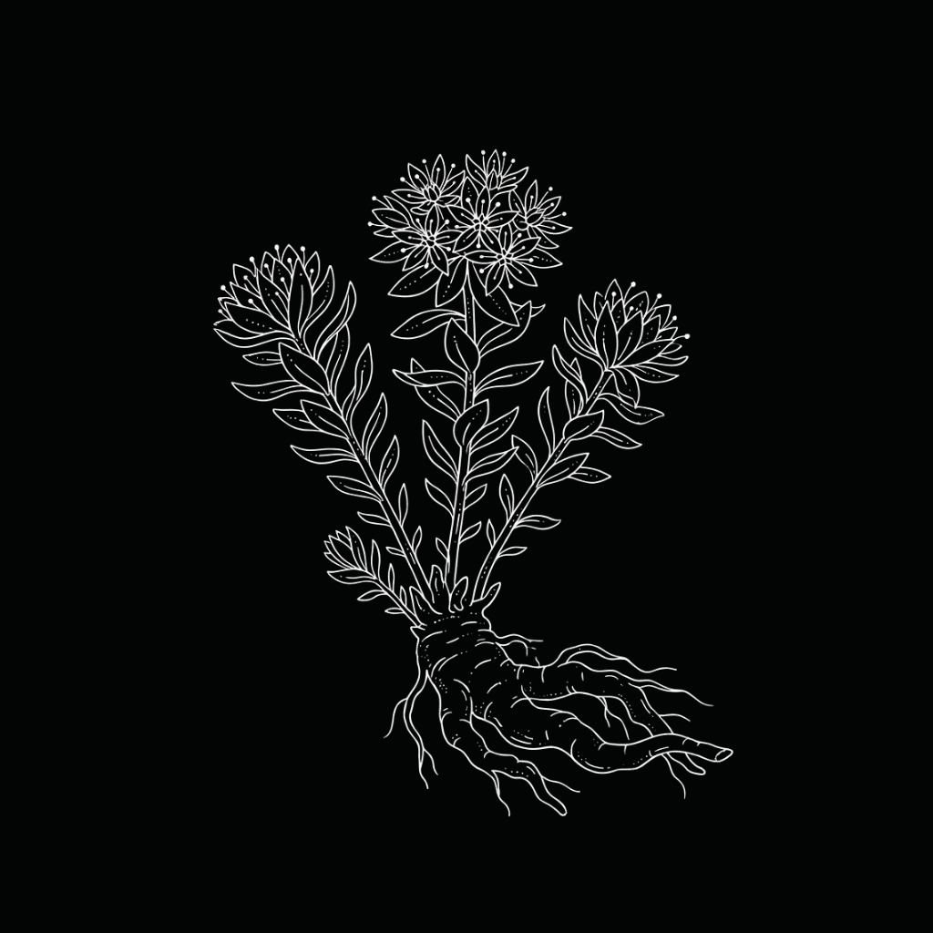 Rhodiola
