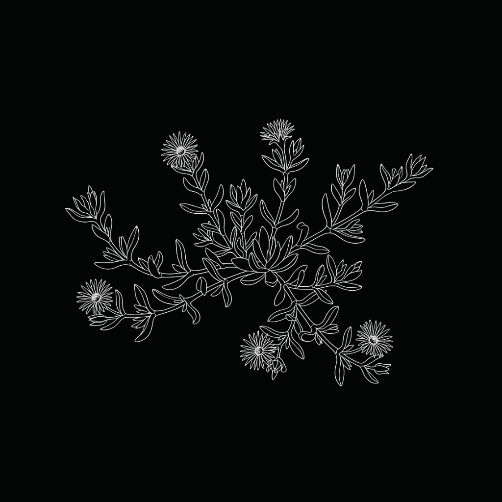 Sceletium (Kanna)