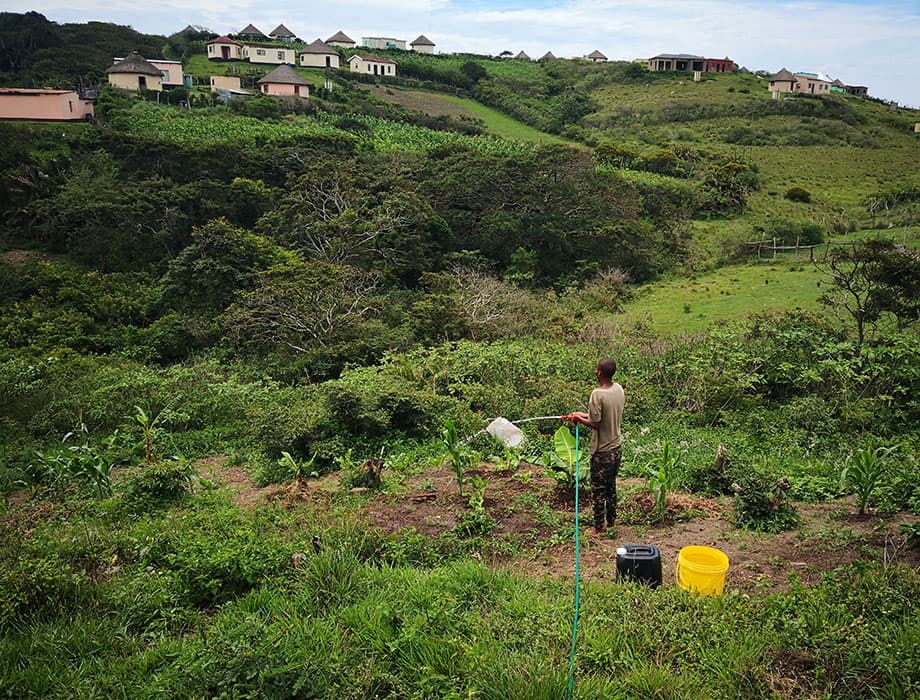 A hillside in the Transkei: young plants in cleared beds being watered by hand from a hose, banana leaves through the clearing, painted rondavels along the ridge above.
