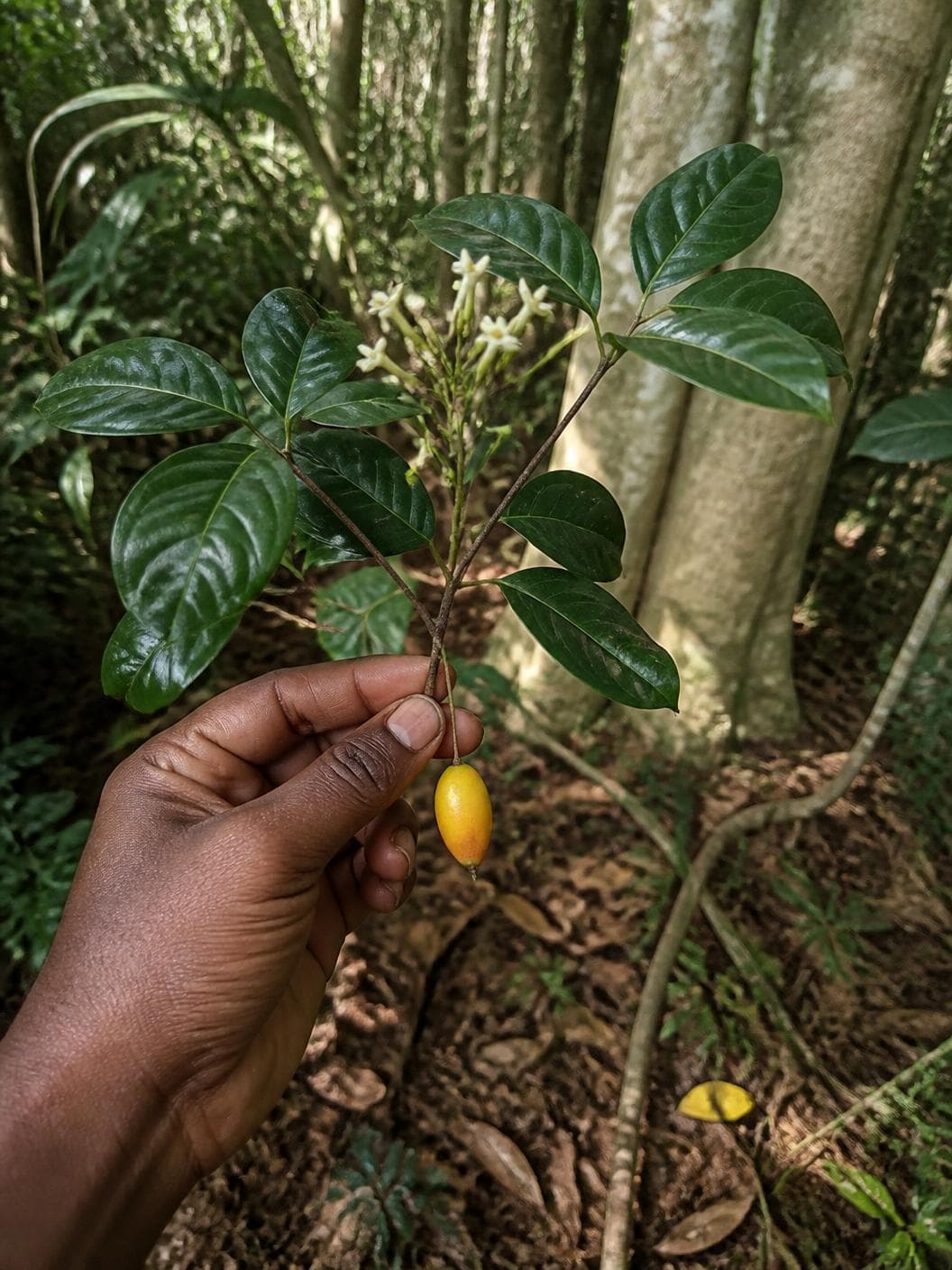 A hand reaching in from the left in rainforest shade, holding down a slender branch of a glossy-leaved shrub: paired dark green leaves, a spray of small cream flowers at the tip and one smooth yellow ovoid fruit hanging below it, with pale tree trunks and damp leaf litter behind.
