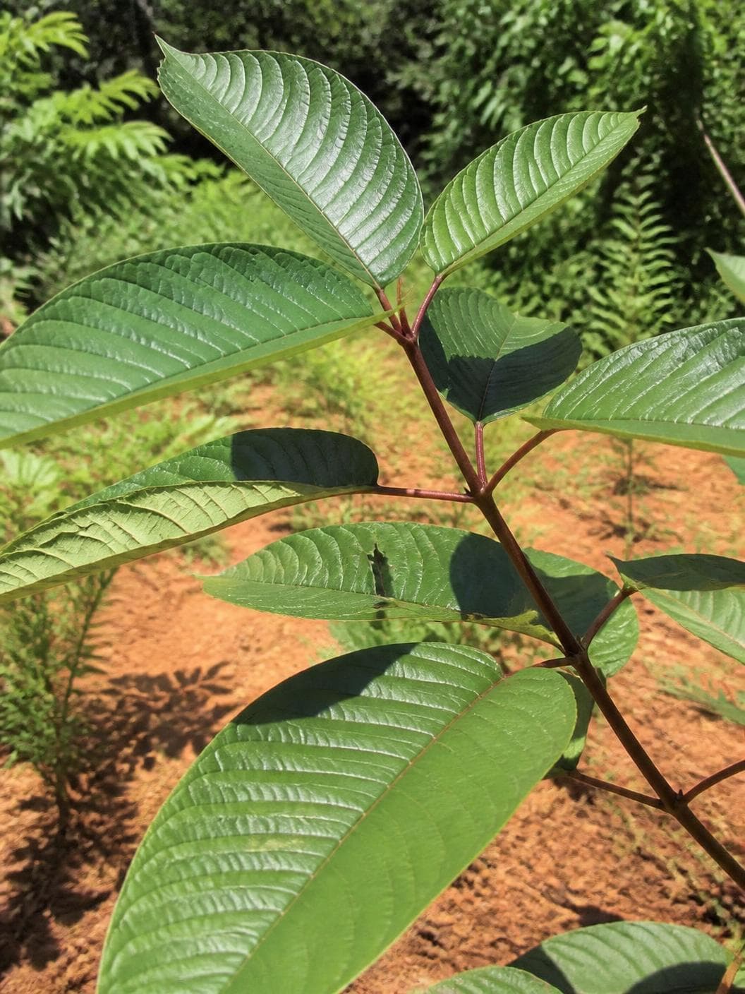 A young kratom tree in hard daylight photographed from below, its leaf stalks and woody stems running deep red-brown against the green, red earth beneath and other trees blurred behind.