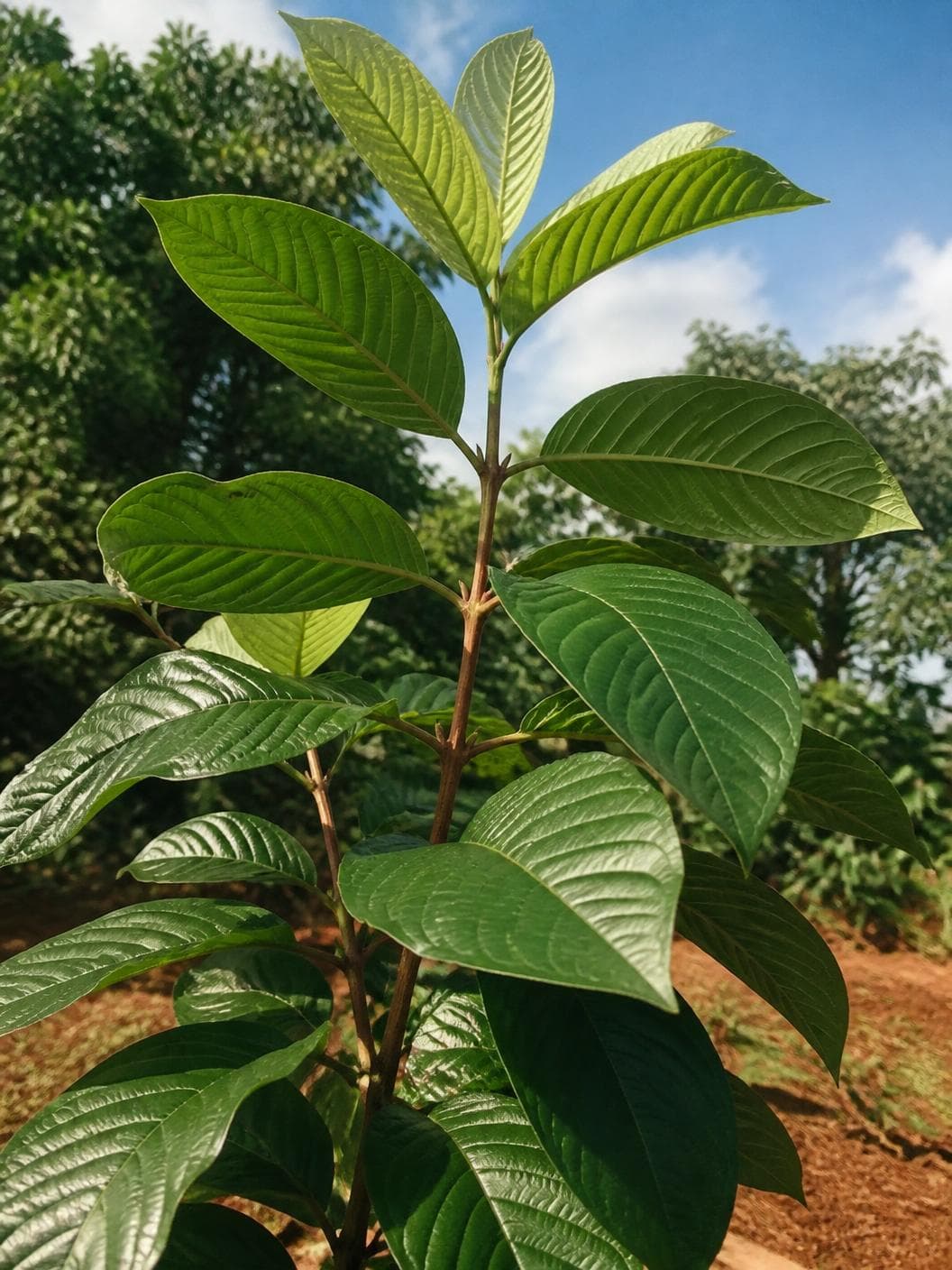 A young kratom tree against a bright sky, the newest leaves at the growing tips noticeably paler and softer green than the mature leaves below them, red earth at its foot.