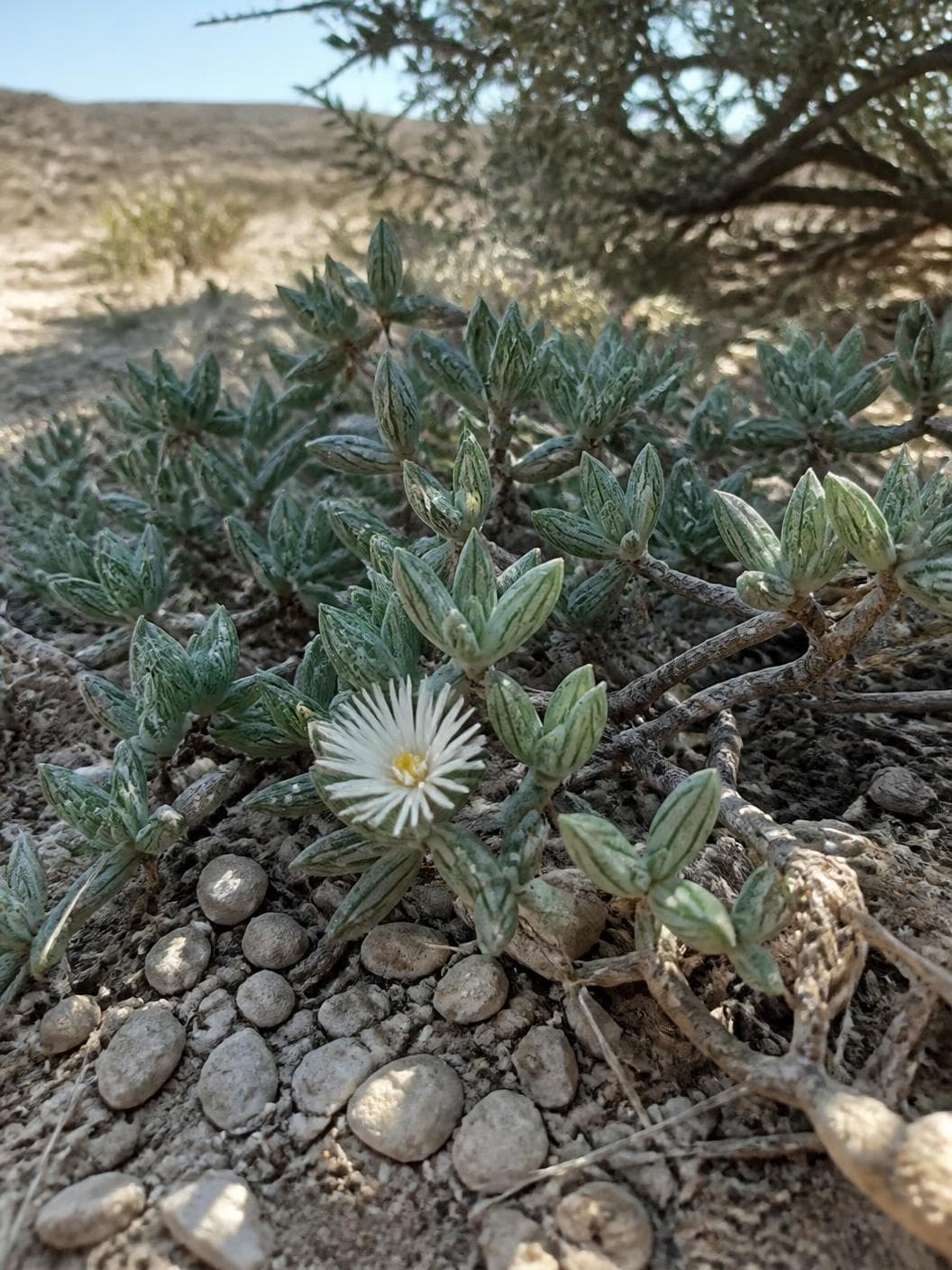 A low succulent sprawling across dry stony ground in the shade of a thorny bush, plump grey-green leaves finely striped darker, trailing woody stems, one white many-petalled flower with a yellow centre open low among the leaves, rounded pale pebbles and cracked earth beneath and a dry hillside beyond.
