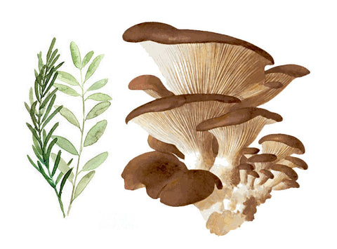 Medical Mushrooms & Herbs