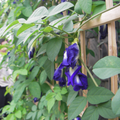 Butterfly-pea-2.png