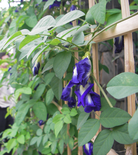 Butterfly-pea-2.png