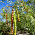 TorC_Mesquite_101_0e9aba2e-c912-421c-a1a7-2df05fe0d48e.jpg