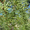 TorC_Mesquite_102_0d8ffd7a-e5a3-4868-a2fb-54fe702bdd9b.jpg