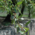 almonds2_3f223081-7a47-499b-b52b-eca61aa70564.jpg