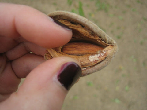 almonds4_b4dbe440-a626-442d-98c6-fb8afe35ef3e.jpg