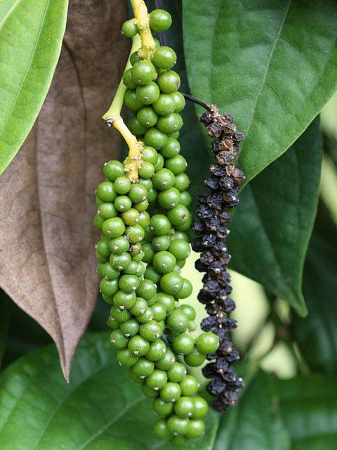 black-pepper4_1d41c0c6-68ca-4572-960e-76ef64f20bf4.jpg