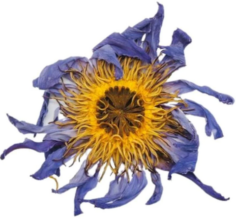 blue lotus whole flowers 2.PNG
