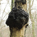 chaga.jpg