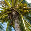 coconut3.jpg