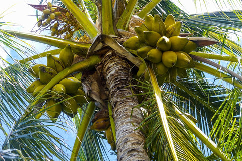 coconut3.jpg