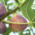 figs2.jpg