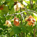 hazelnuts2_64a52a61-6722-4210-94c7-2cdefafb0053.jpg