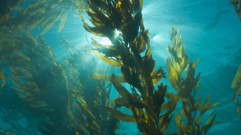 kelp2.jpg