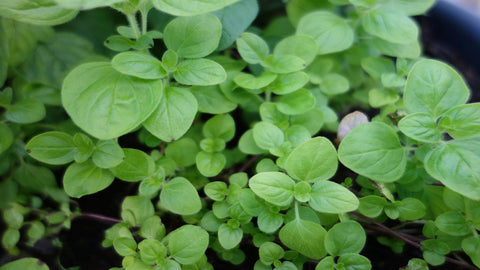 marjoram2.jpg