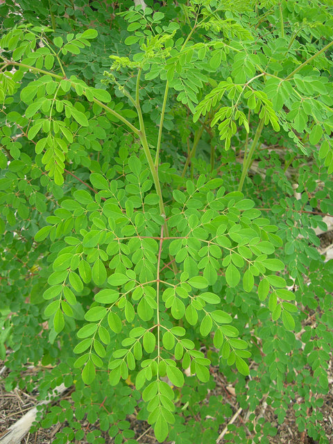 moringa-tree_172316a0-8908-485b-96c2-51cfec43bfcc.jpg