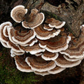 turkey tail.jpg