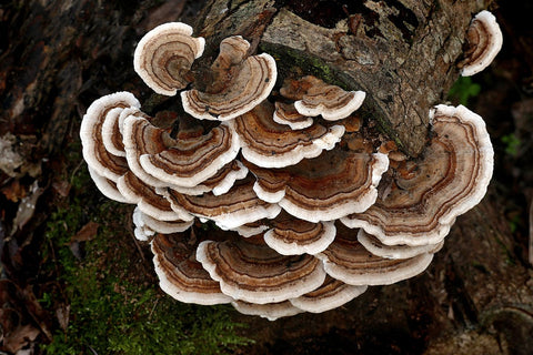 turkey tail.jpg