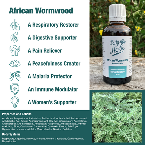 African-Wormwood.png