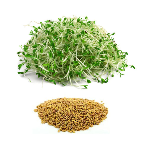 Alfalfa-Sprouting-Seed.jpg