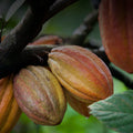 cacao-tree.jpg
