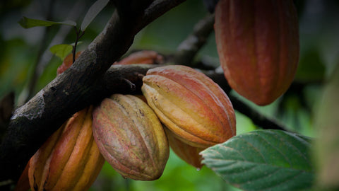 cacao-tree.jpg