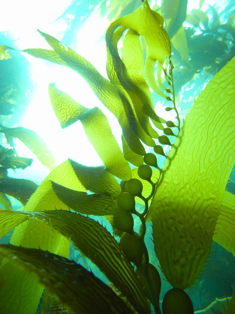 kelp3.jpg