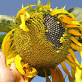 sunflower2_966eb331-e98f-4f3e-9121-7ab5ecbdd804.jpg