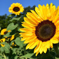 sunflower3_f7023b5b-84bd-4771-8874-c72afc6704b6.jpg